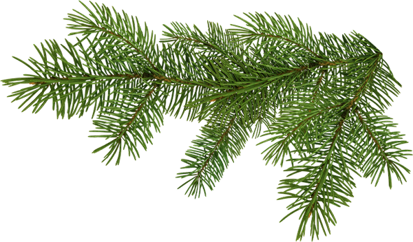 Animation Christmas ornament, pine branches, branch, twig, cartoon png